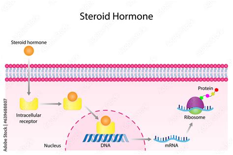 receptor synonym|whart do steroid hormones directly bind to.